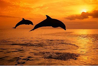 《合金装备3：重制版》主机掉帧严重 PC经常崩溃